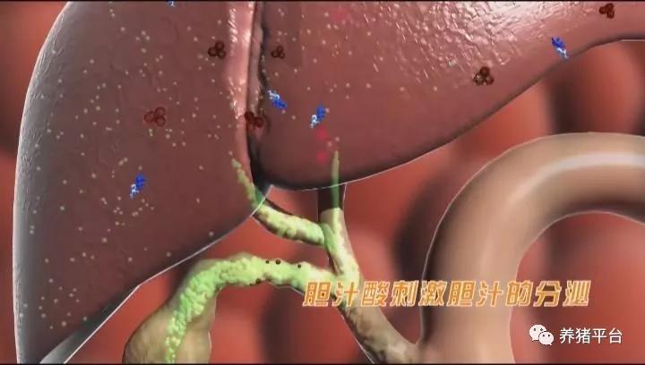 百病从肝治？技术老师给你最最实用的猪场保肝方案