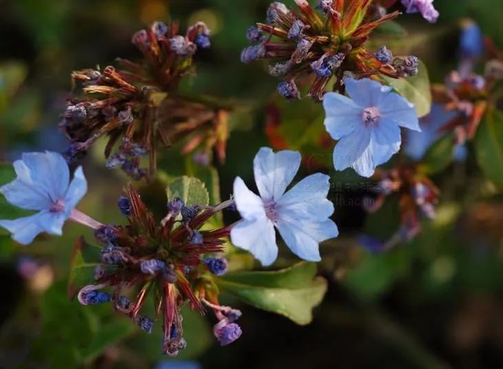 “雪”花那个PiaoPiao，这个世界真好