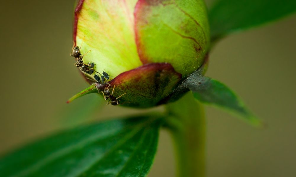 盆栽蚜虫现象及怎样防治,植物有蚜虫怎么消灭最简单的方法