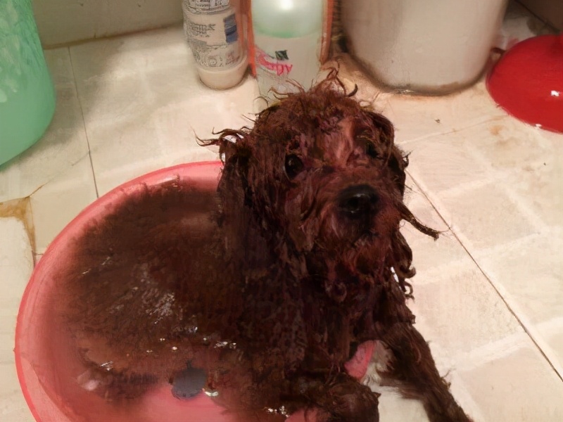 泰迪幼犬饲养日常注意哪些,泰迪饲养全攻略以及注意事项