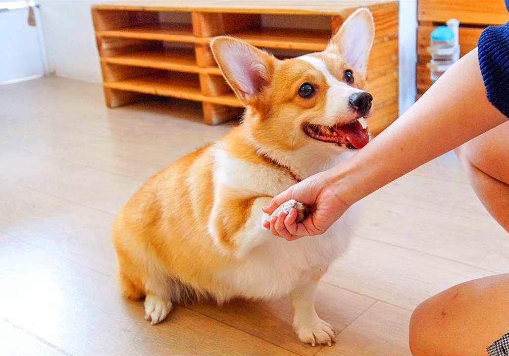 特殊时期如何做好宠物清洁工作？这两点最重要，但仍需注意安全