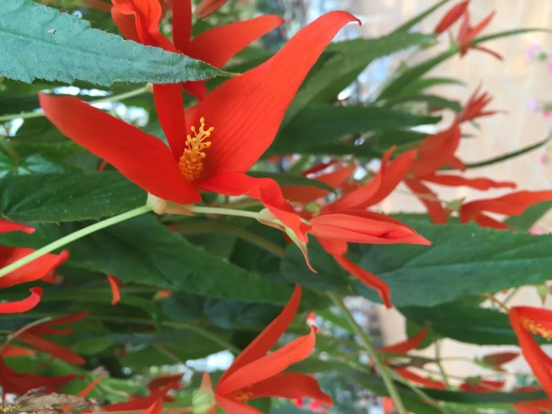 江阴嘉茂国际花鸟园,江阴嘉茂国际花鸟园什么时候再开