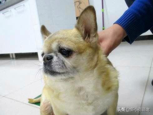 狗狗呕吐白色粘液是急性肠胃炎吗,狗狗吐黄水就是胰腺炎吗