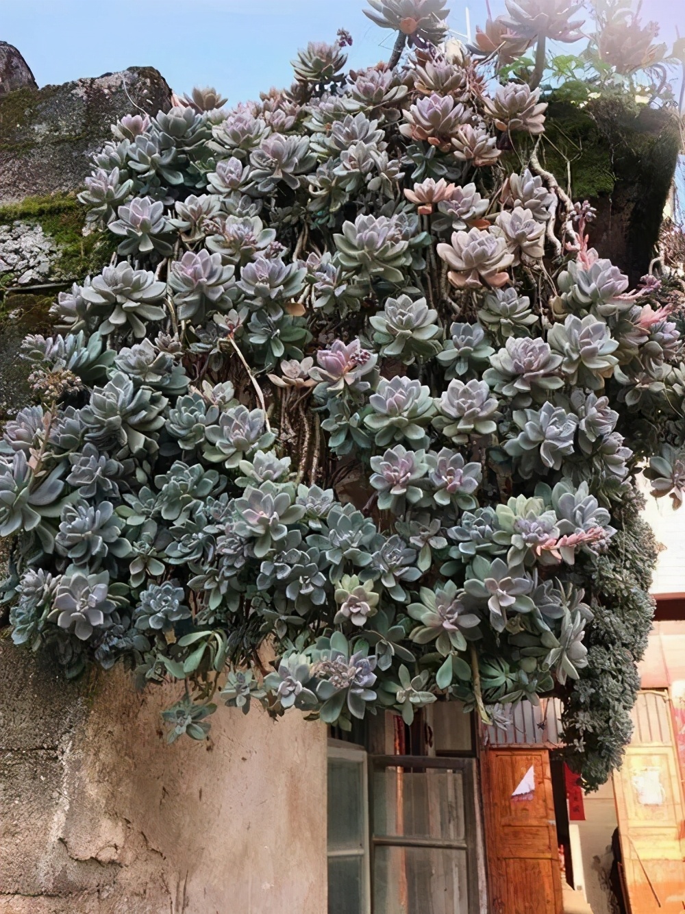 适合做老桩的多肉，才是适合我们普通人的多肉老桩