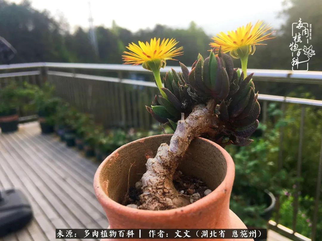 夏季多肉花园图片,初夏多肉花园