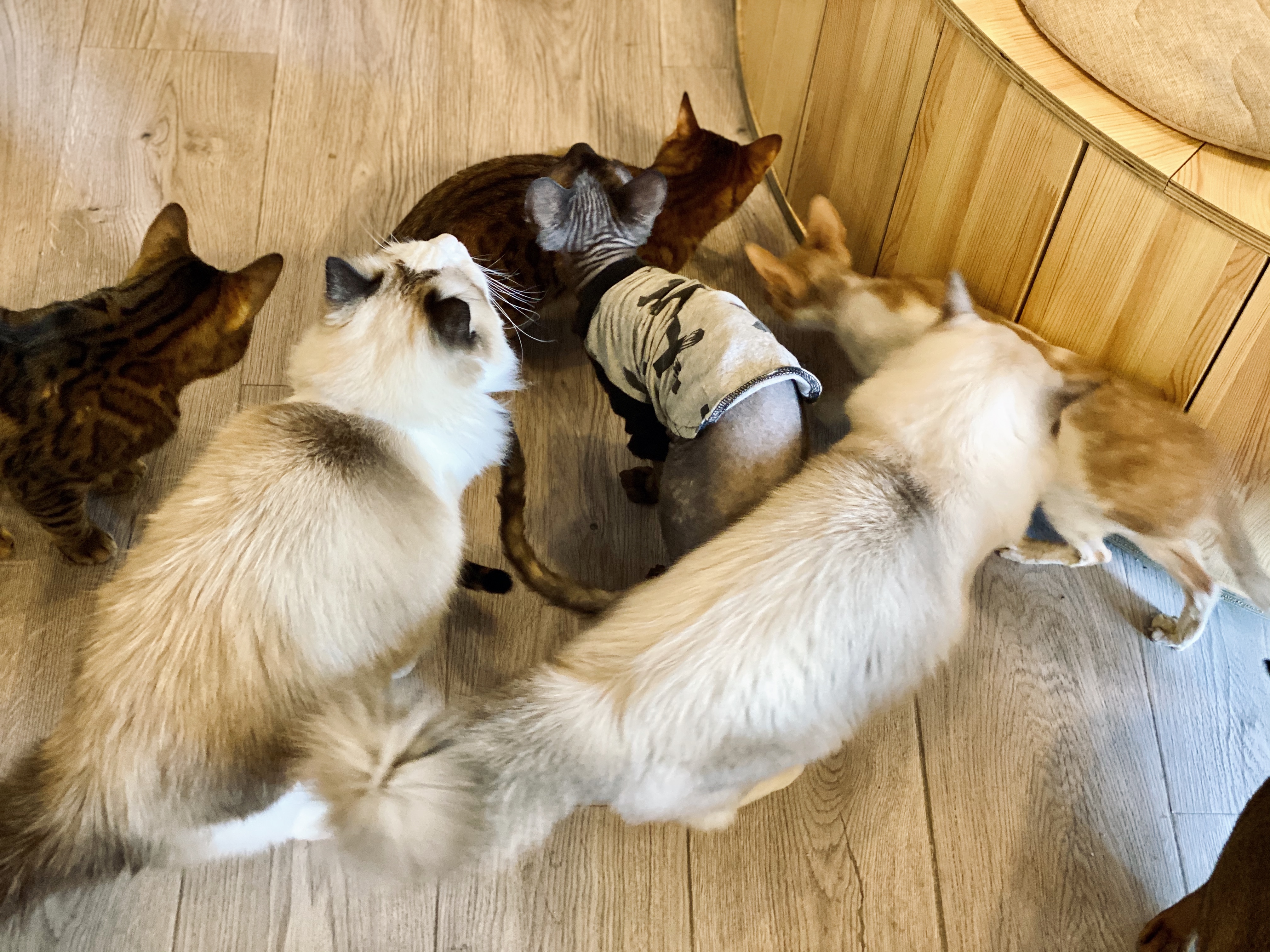 撸动物的网红店顺德,撸小动物的网红店北京世纪金源