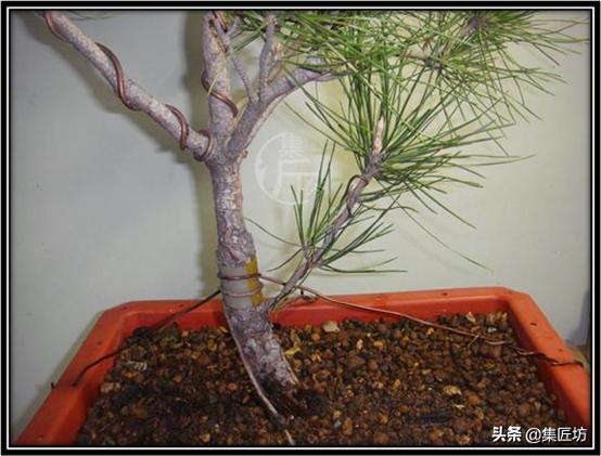 黑松盆景长杆拿弯缩枝技巧 (黑松盆景成型后的后期修剪养护)