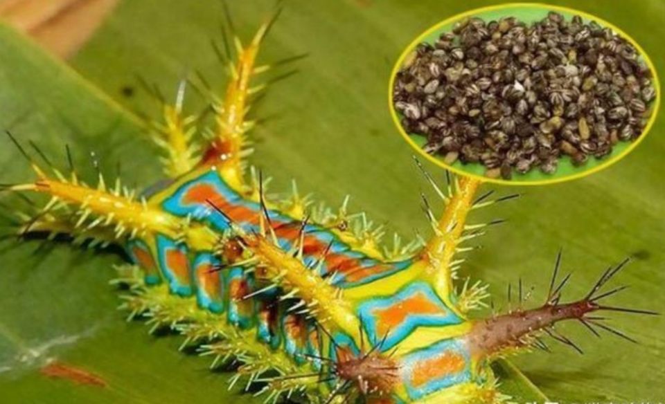 农村有种昆虫蛰人很疼，过去人见人怕，现在受喜欢了