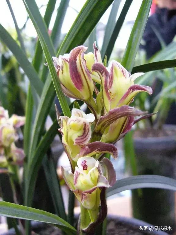 莲瓣兰的花和春剑的花有什么区别,春剑春兰莲瓣兰豆瓣兰怎么区分