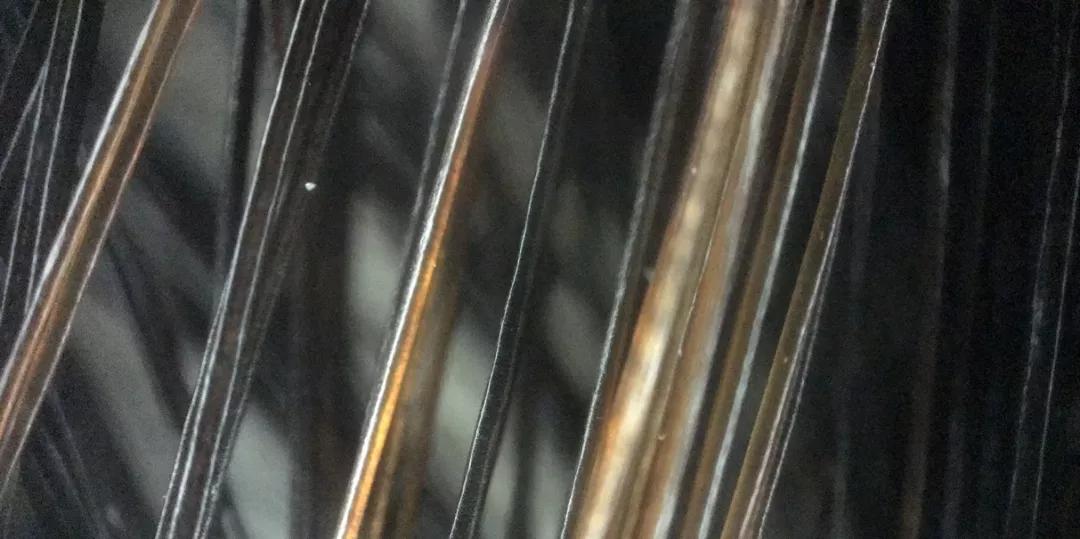 跳蚤在显微镜下长什么样,把显微镜放大40亿倍