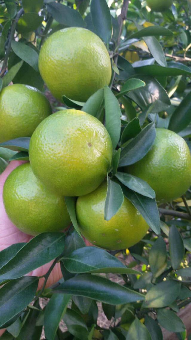 皇帝柑种植的技术和管理,皇帝柑的种植管理方法