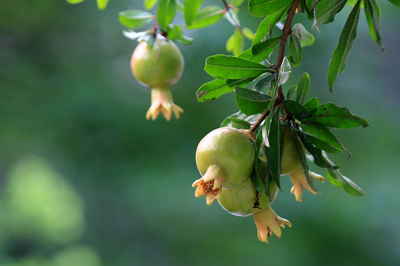 石榴裂果什么原因怎么防治,石榴裂果及解决方法