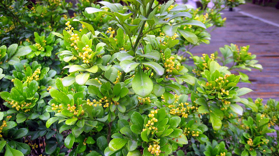 米兰和九里香哪个好养一点,米兰和九里香室内哪个好养