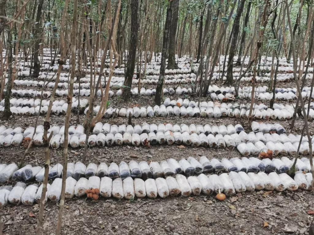 平菇种植方法及配料,平菇从种到采收要需要多长时间