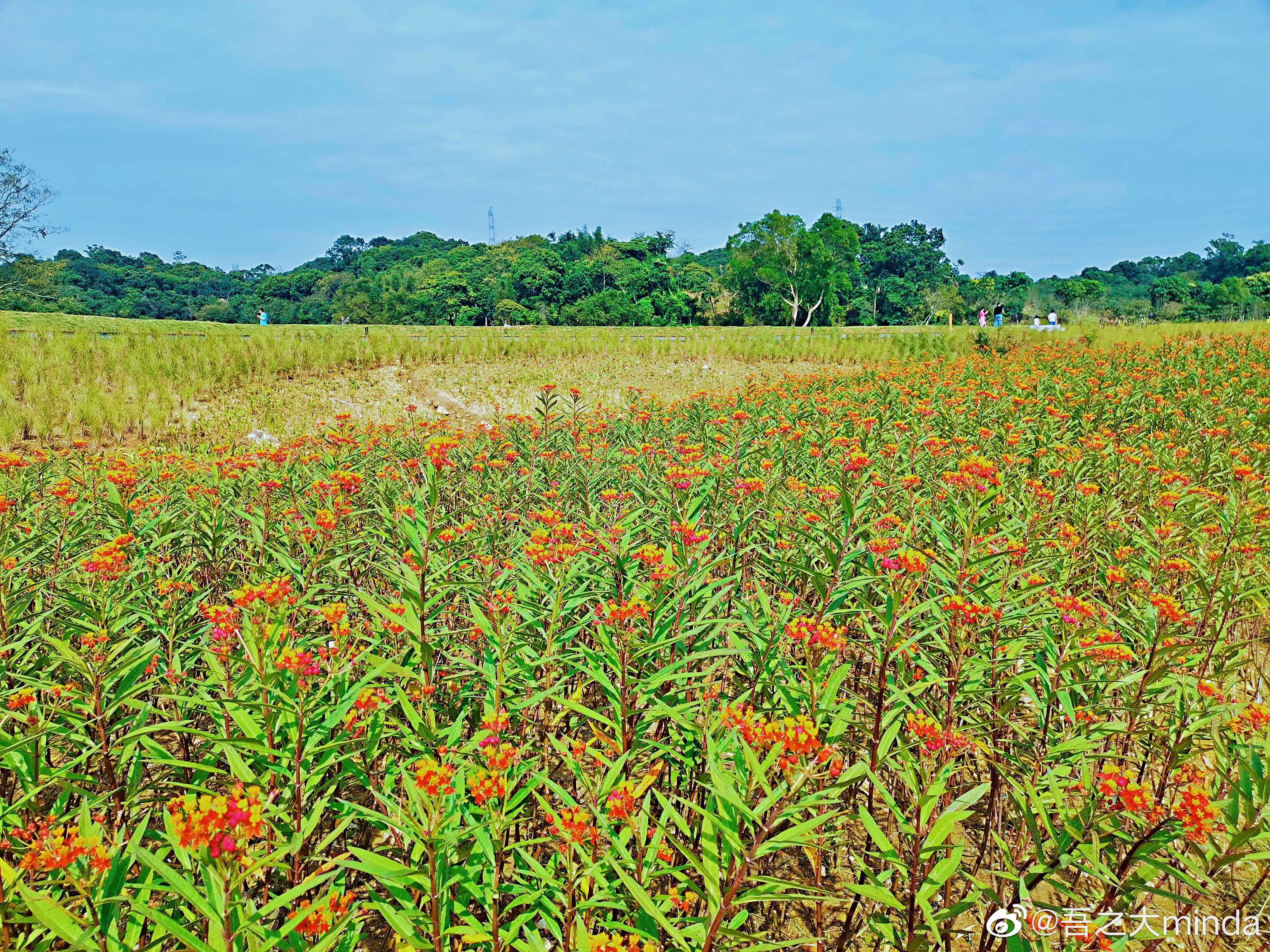 梧桐山下幽径,梧桐山下清风明月