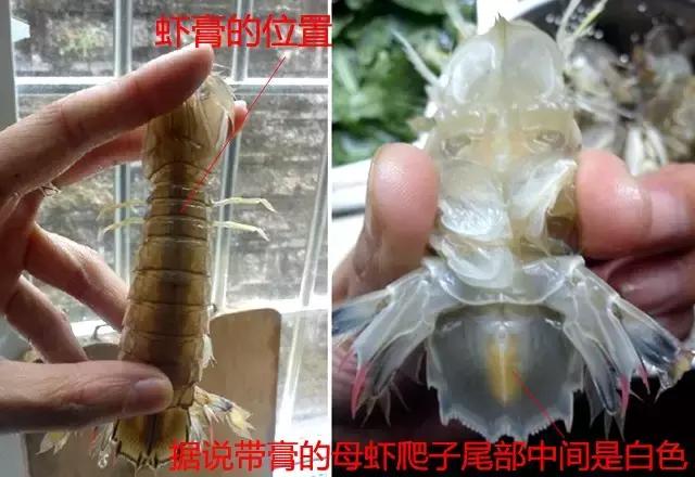 开海啦一大波生猛海鲜汹涌来袭,开海倒计时最全海鲜选购攻略