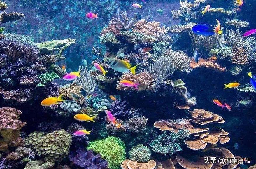 中国海洋牧场海南,海南海口海洋牧场