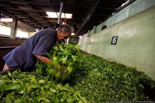 亚洲茶文化介绍,世界茶文化的发源地