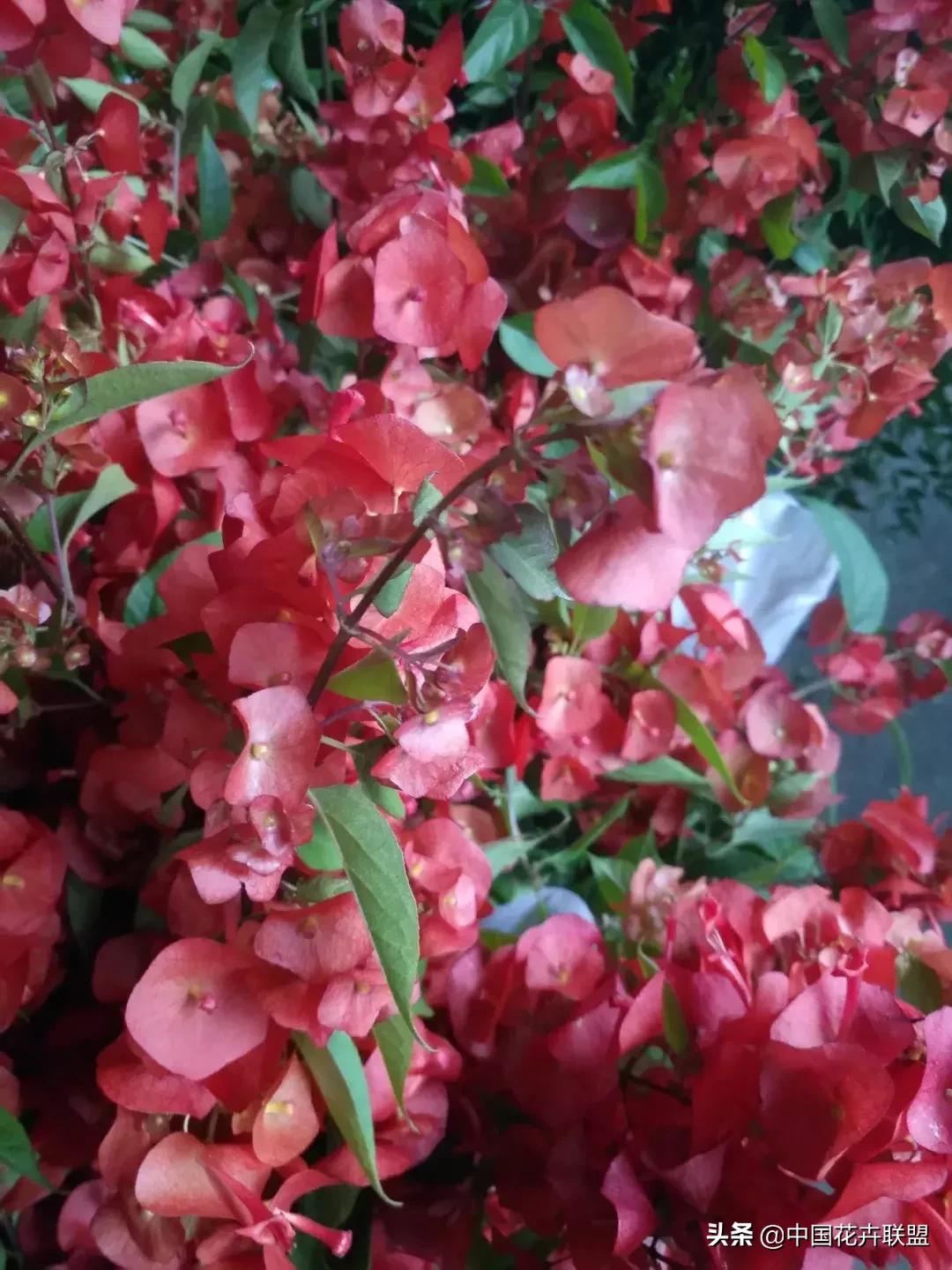 春天花市有哪些花材,便宜又大把的花材有哪些