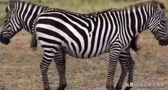 电商淘宝设计教程,淘宝电商网页图怎么设计