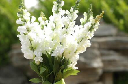 金鱼草生长需要什么条件,辽宁金鱼草培育基地