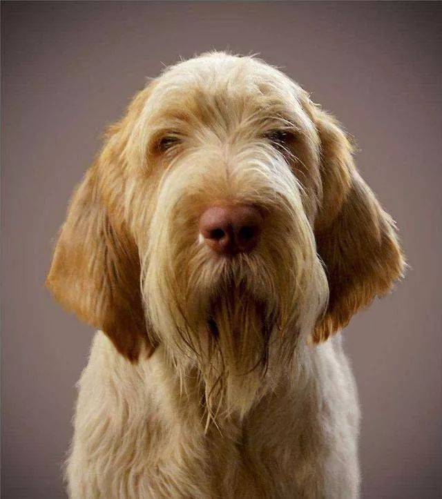 史毕诺犬,每日一狗苏格兰梗