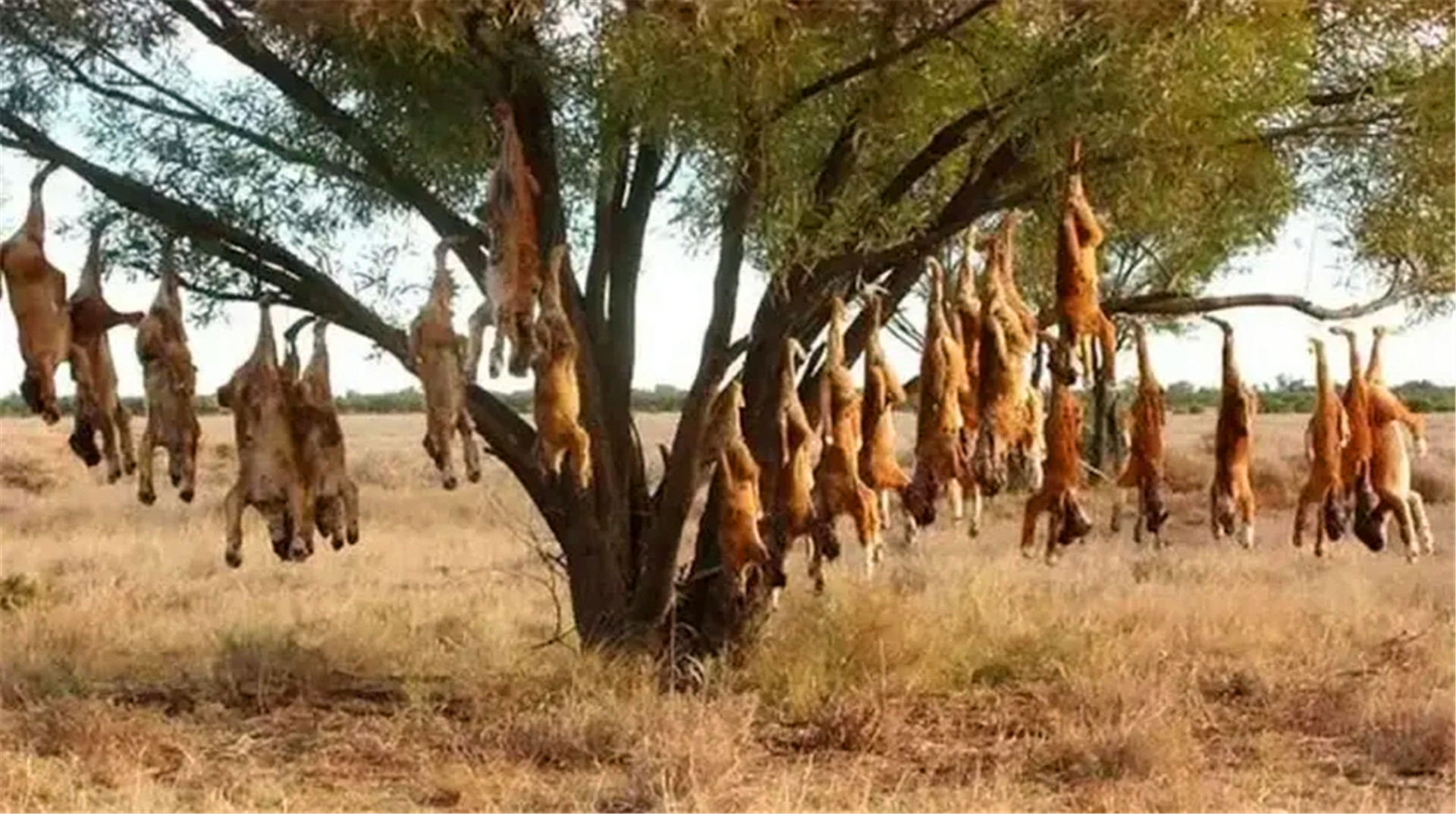 神奇植物“食羊树”，能自己抓羊吃，村民一发现就要立马烧毁