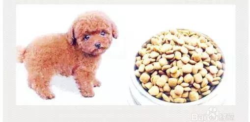 泰迪狗怎么训练听话,泰迪狗怎么训练大小便