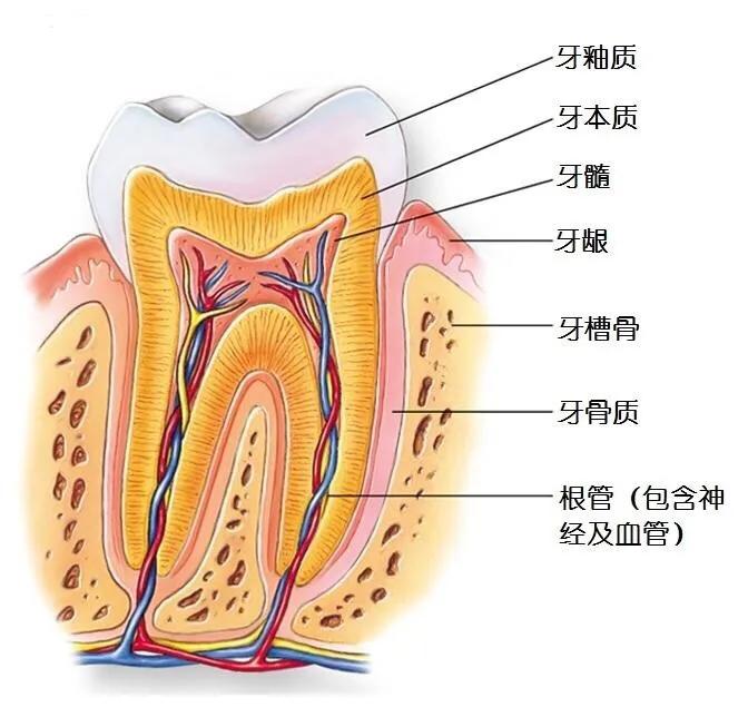 蛀牙不补能不能戴牙套,蛀牙不补认真刷牙可以防止变严重吗