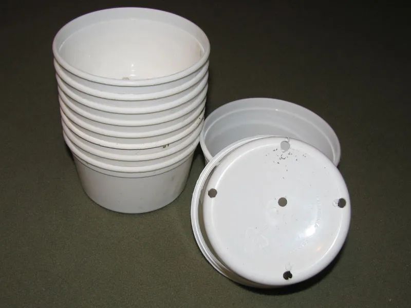 除了扦插和繁殖繁殖，用种子繁殖多肉靠谱吗？来看看是否适合你