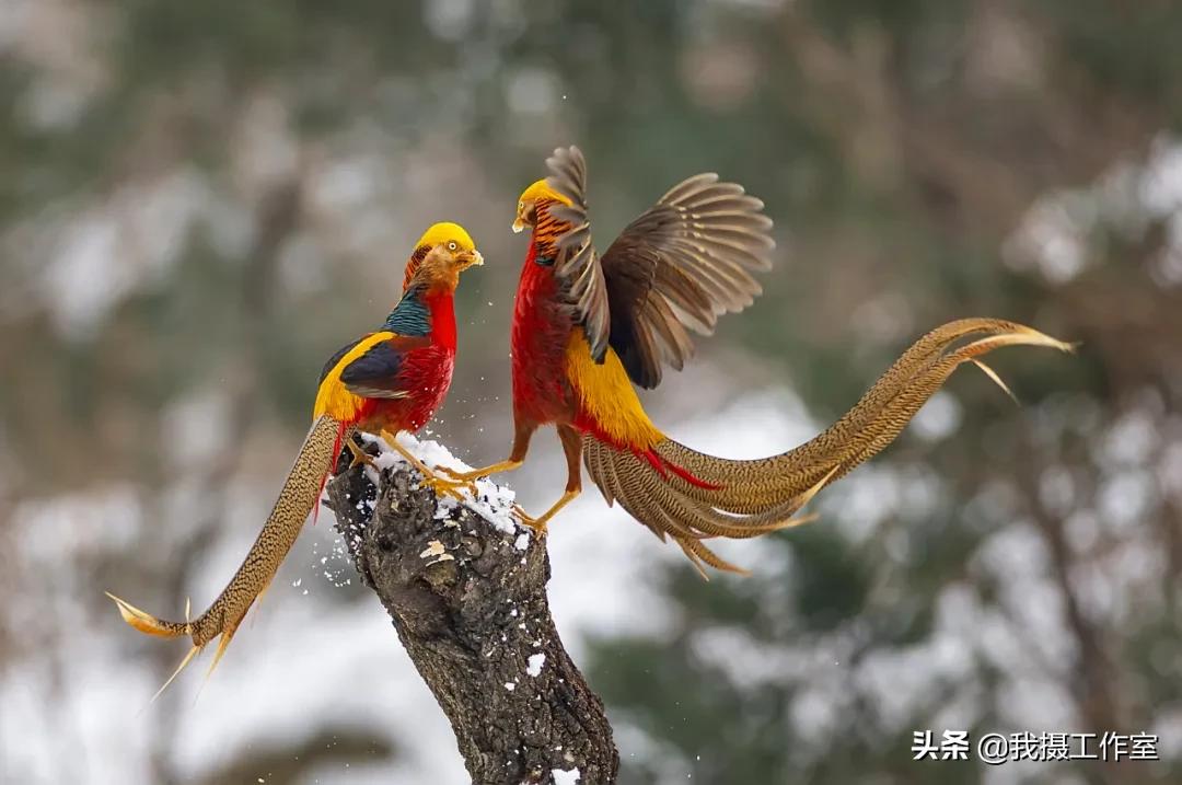 第16届国际摄影艺术展获奖作品,第29届全国摄影艺术展览作品集