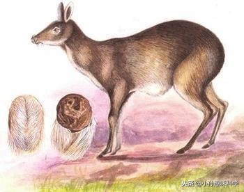 怀胎六月、抹完麝香膏回家2h就流产麝香竟如此可怕？