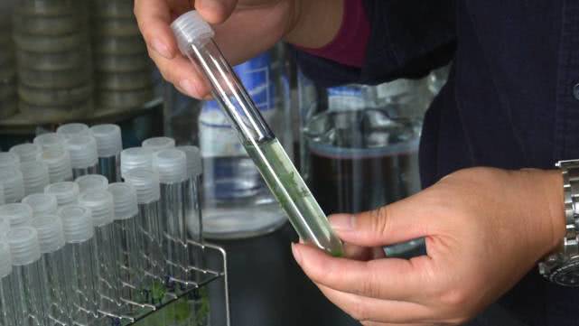 蓝藻水华怎么用,蓝藻水华介绍