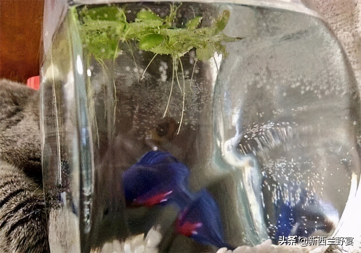 新手养猫解读猫咪8种迷惑行为,养猫一定要牢记七不要对猫咪有益