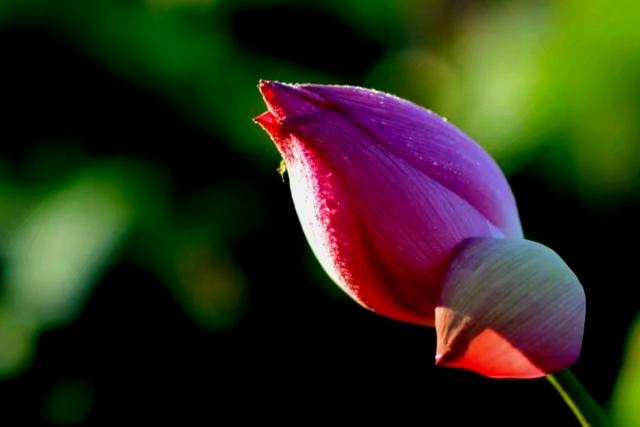 最美的荷花诗句,一起赏荷花的诗词歌赋