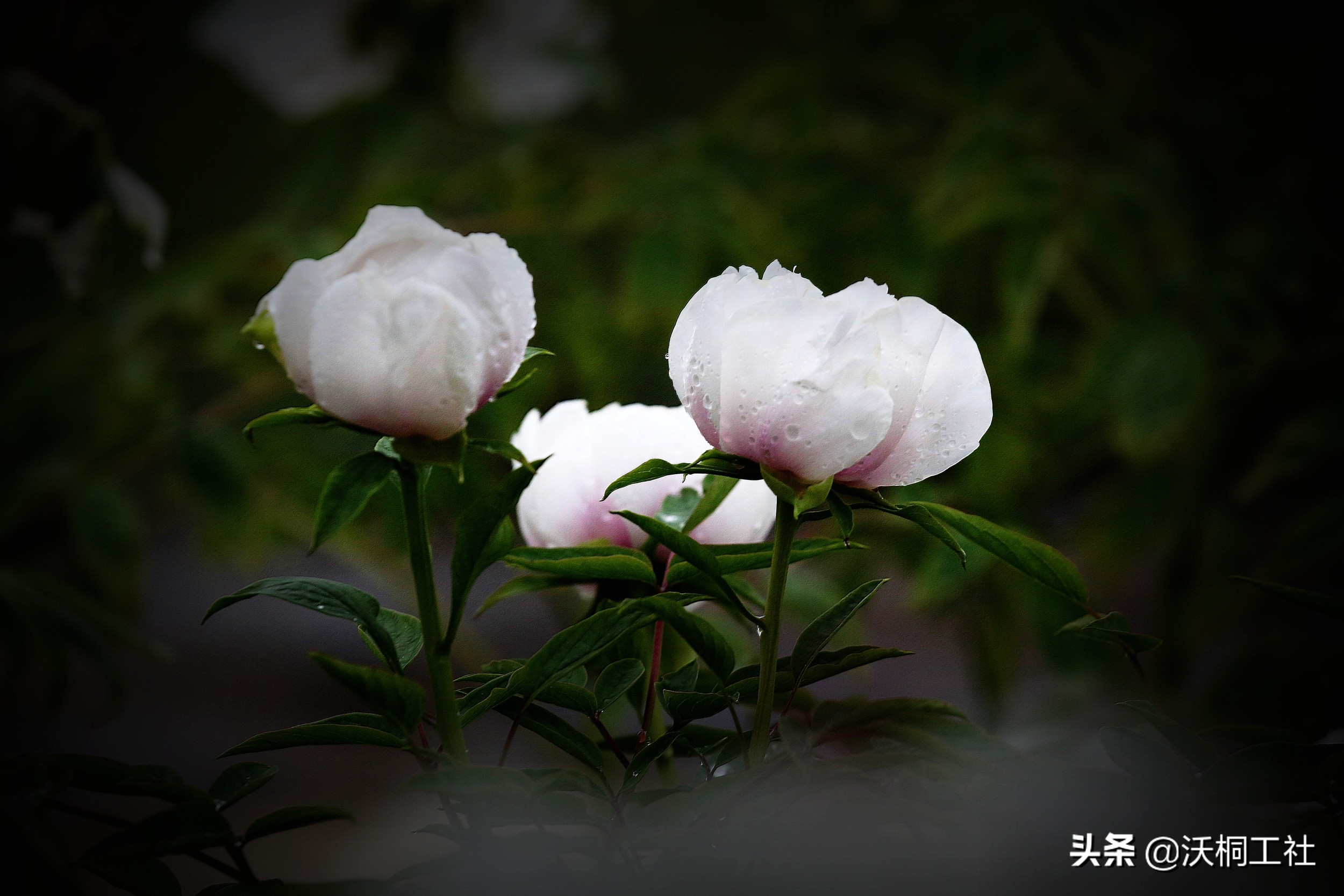 二十四节气花与诗感悟,二十四节气里的梅花诗句