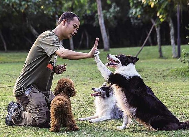 遛狗时间不规律会影响狗狗健康吗,小型犬不遛狗对狗有什么危害