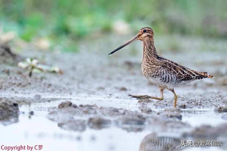 索尼selp1670镜头评测,索尼alpha9镜头