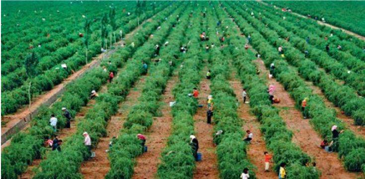 宁夏红的由来,宁夏红