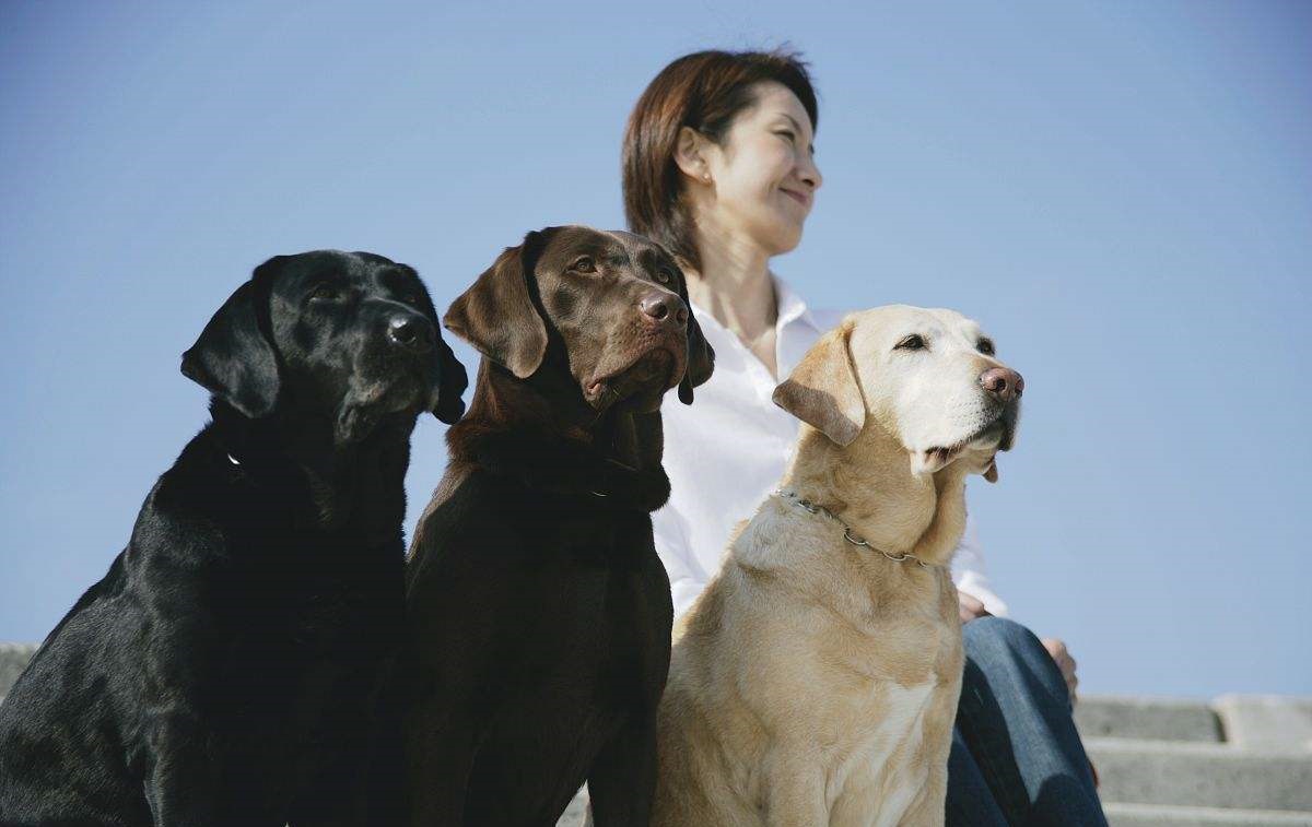拉布拉多黑色幼犬怎么辨别纯不纯,拉布拉多犬黑色的好还是白色的好