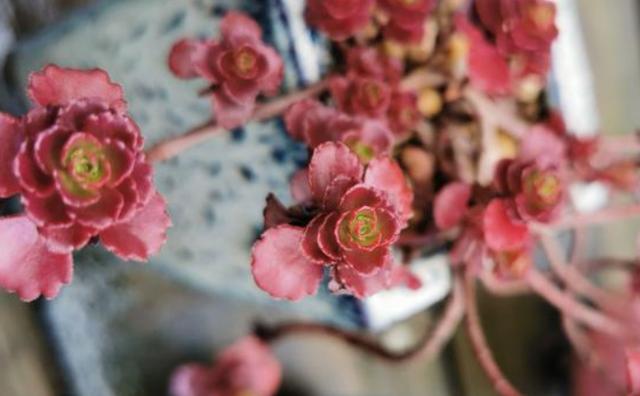 多肉缀化怎么能养成扇形,多肉缀化怎么才能养成扇形