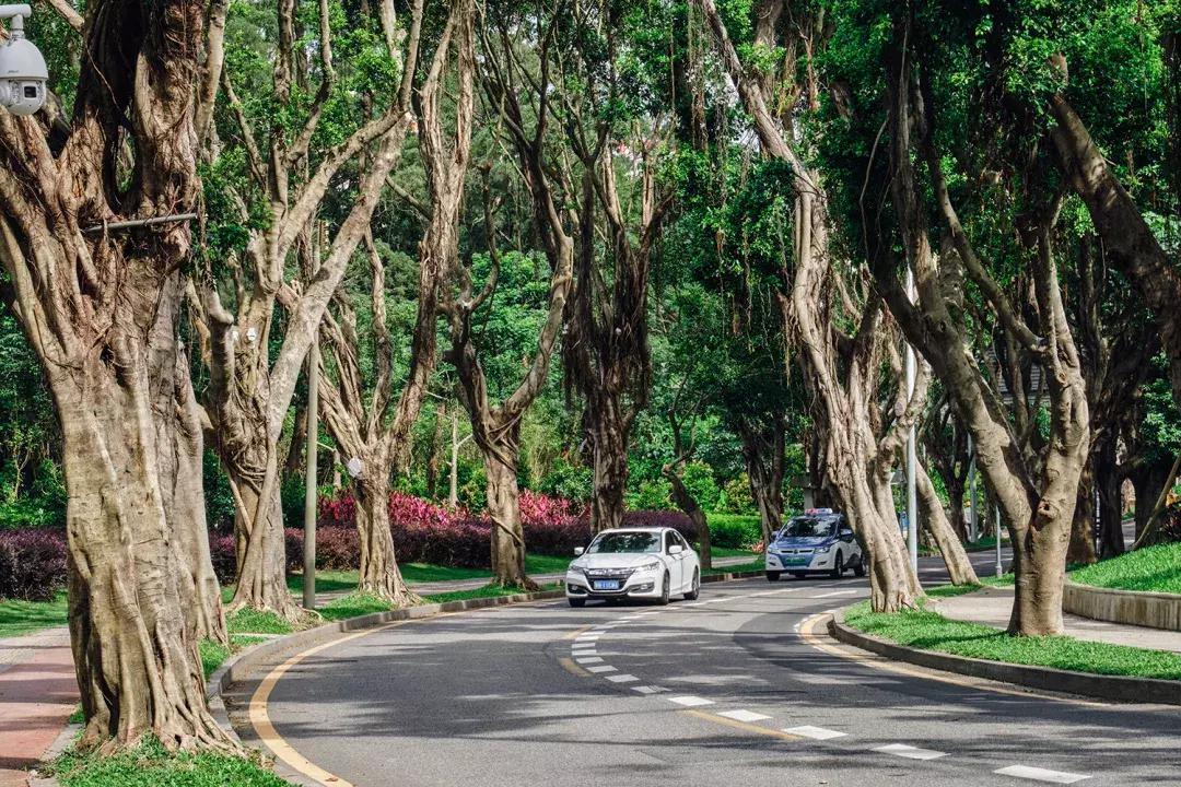 深圳银湖山游玩,深圳银湖有什么好玩的地方