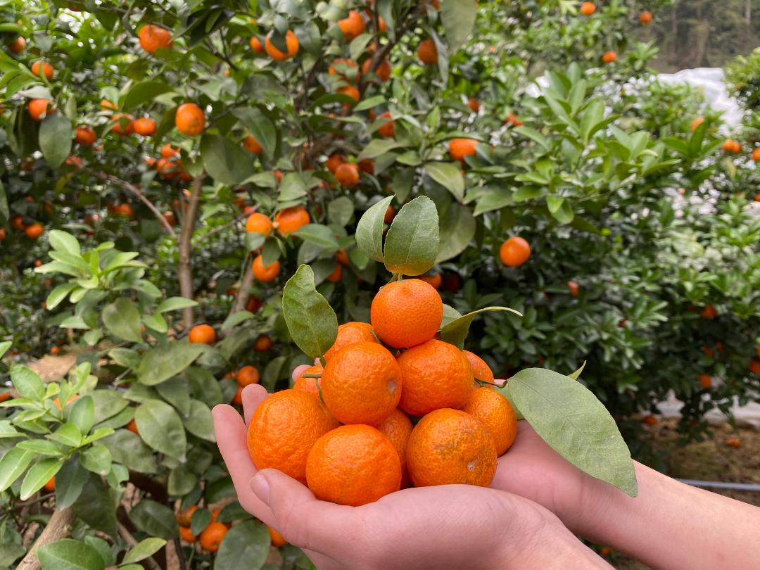 四会为什么发展这么好,四会市现状