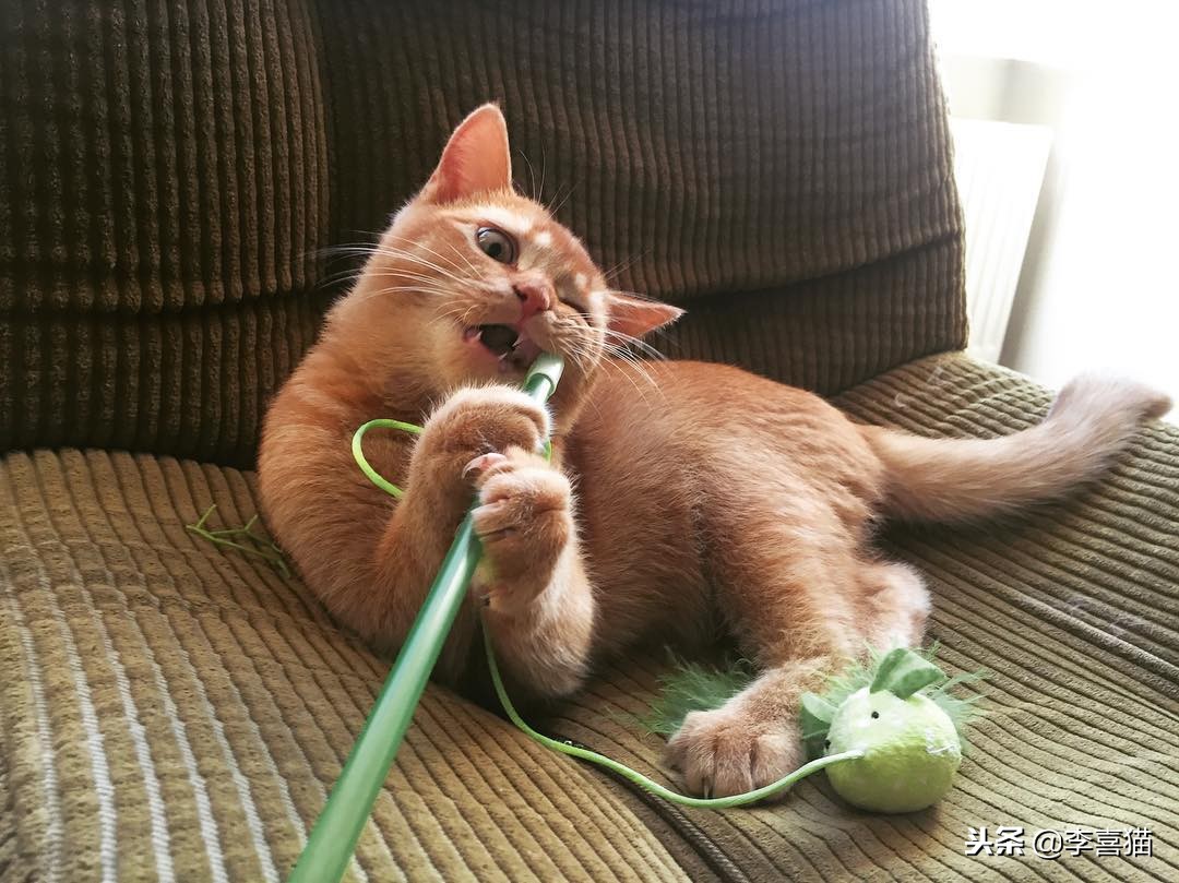 铲屎官出门后猫咪都在想什么呢,铲屎官准备外出