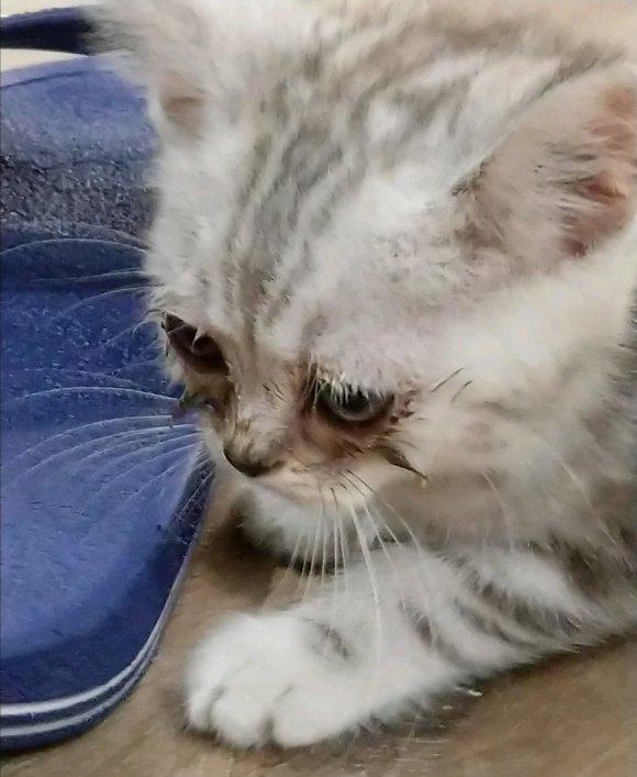 猫咪泪痕怎么彻底解决,猫咪泪痕重的原因及解决办法