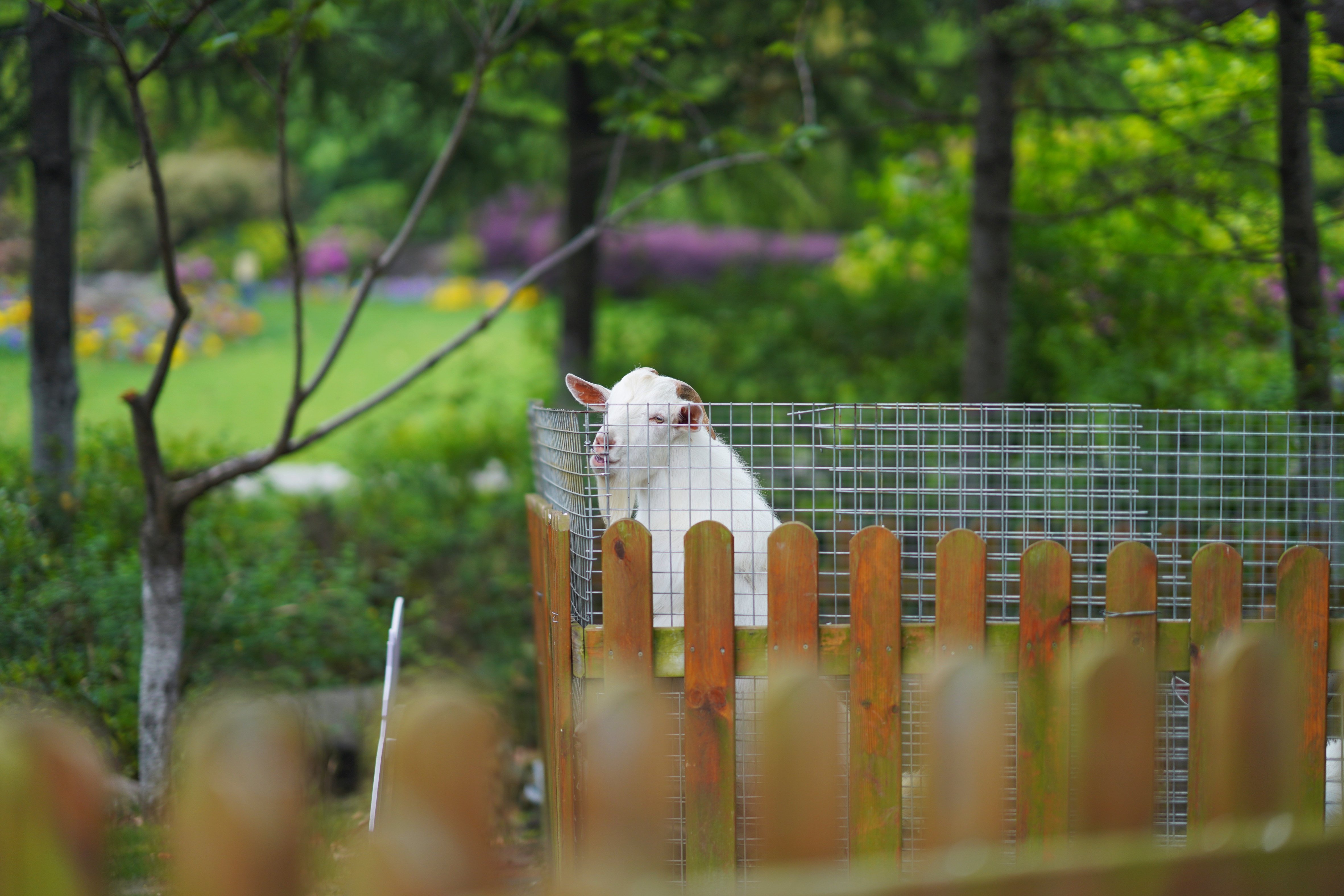 送你一份最地道的苏州逛吃攻略,苏州便宜又好看的民宿推荐