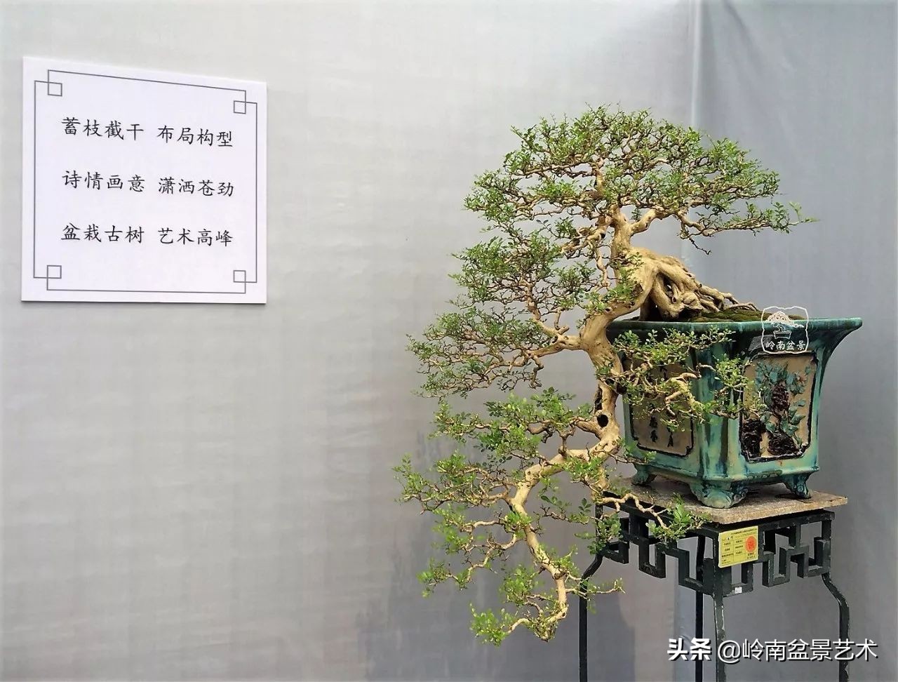 盆景结顶的形式,最好的盆景结顶方法