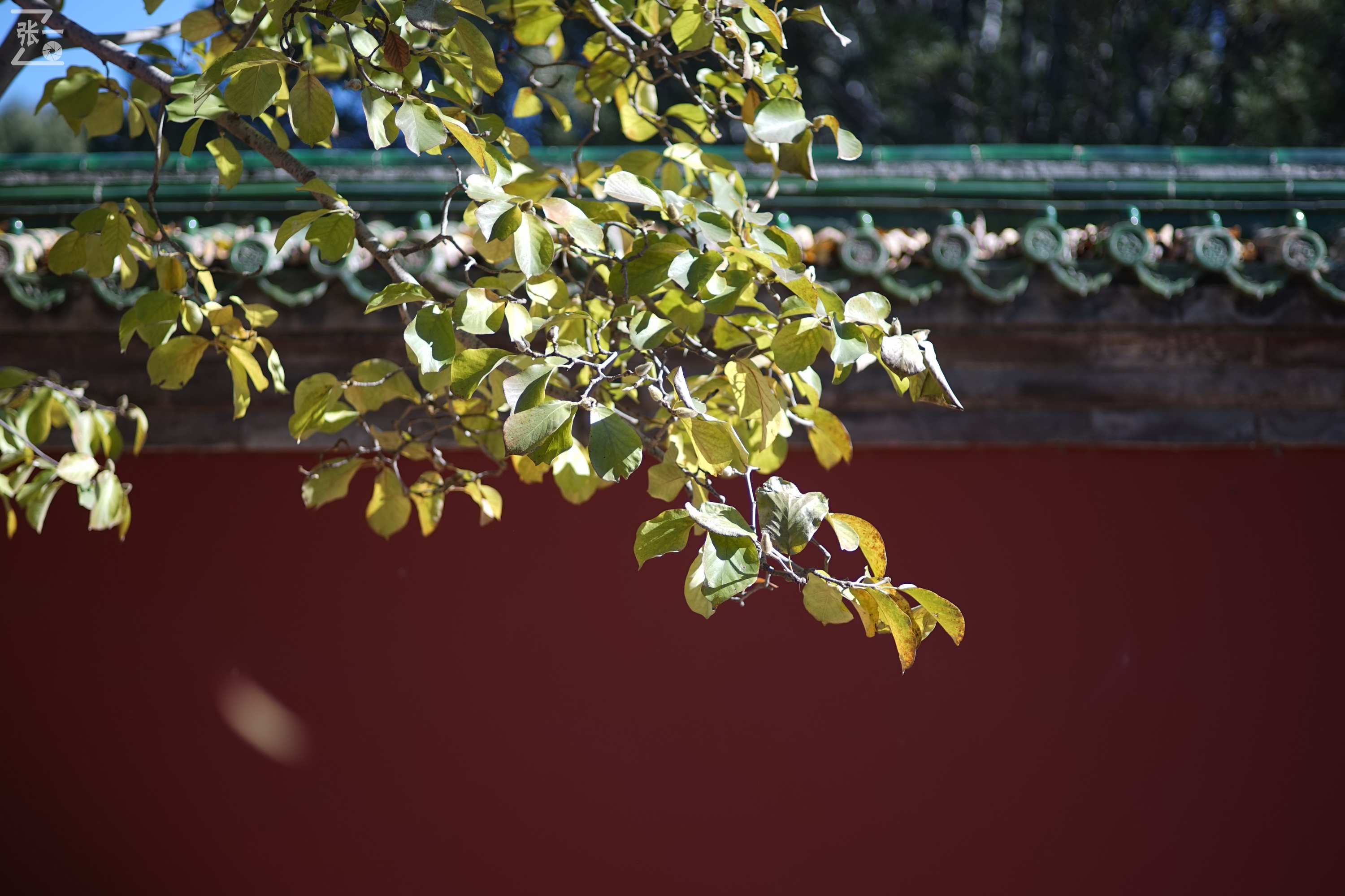 日本老镜头,canon老相机曝光