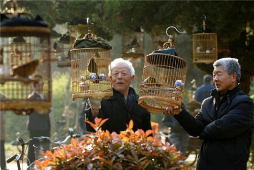 鹦鹉散养注意事项大全,怎么在家中放鹦鹉笼养鸟