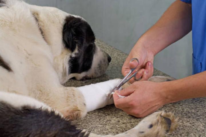 狗咬狗伤口处理方法,狗咬狗伤口怎么处理